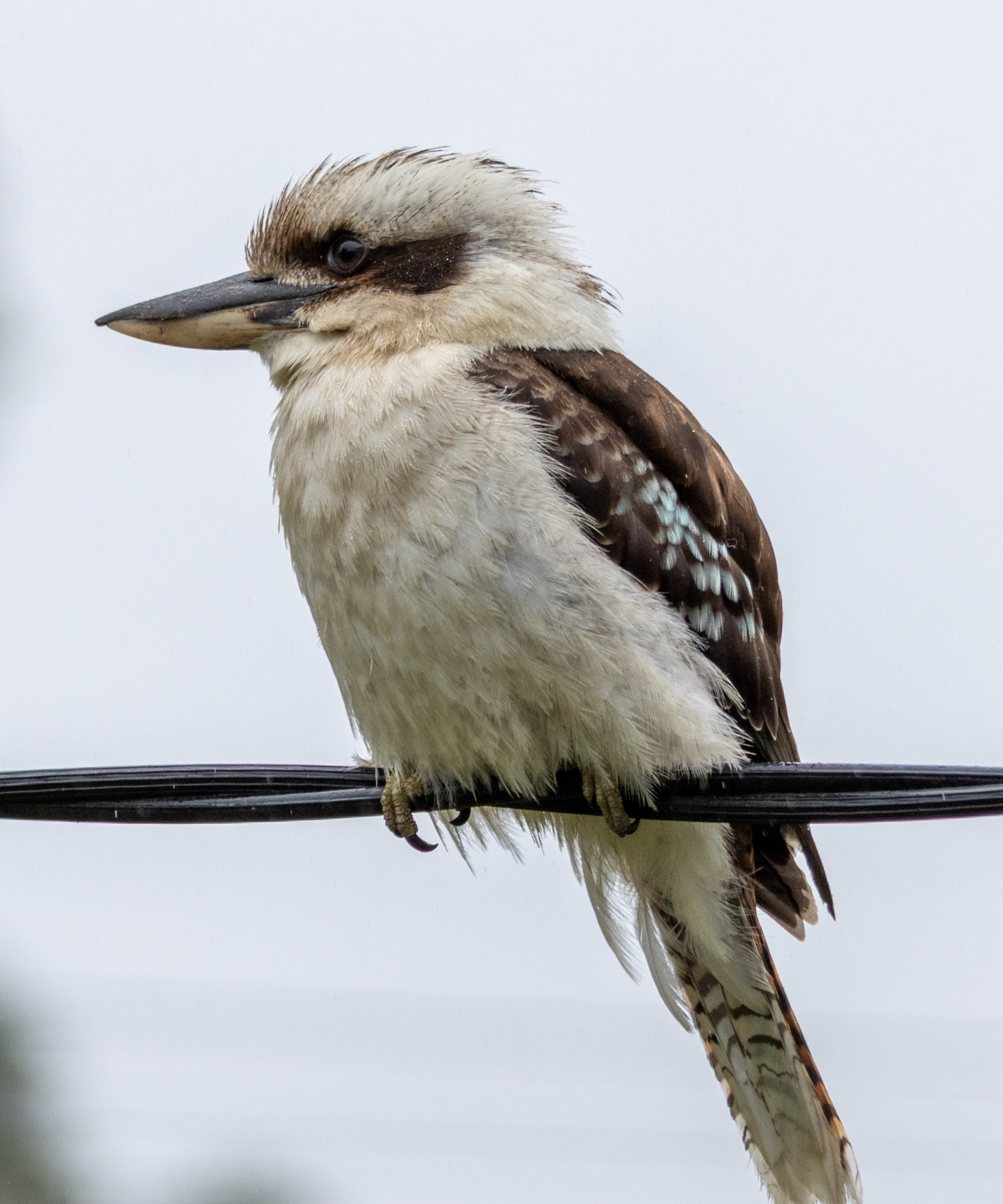 Wildlife & Nature photograph
