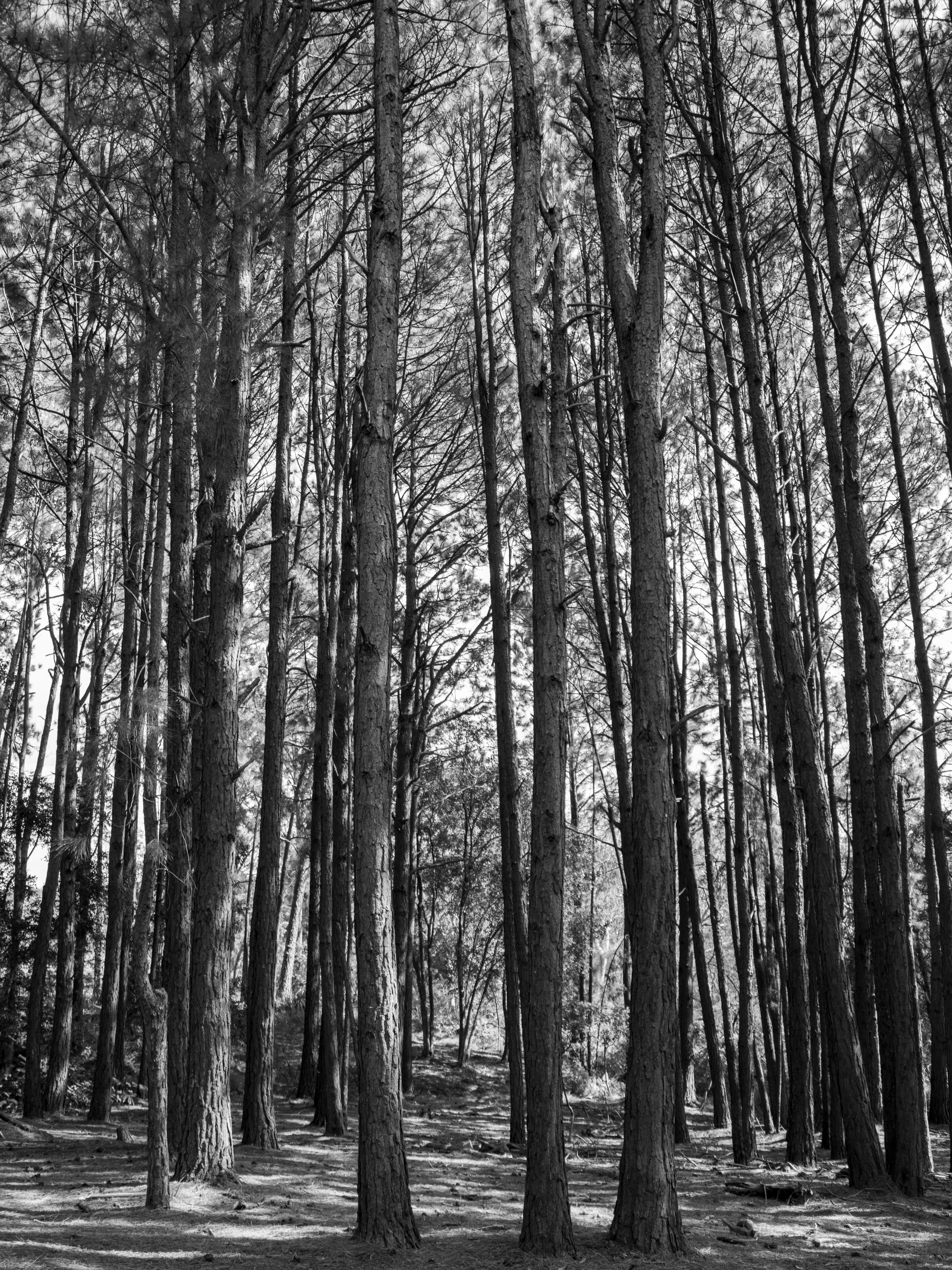 Flora photograph