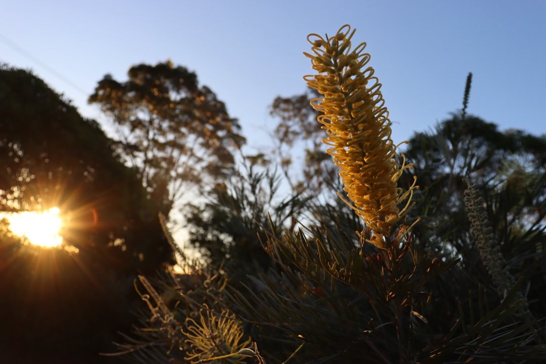 Flora photograph