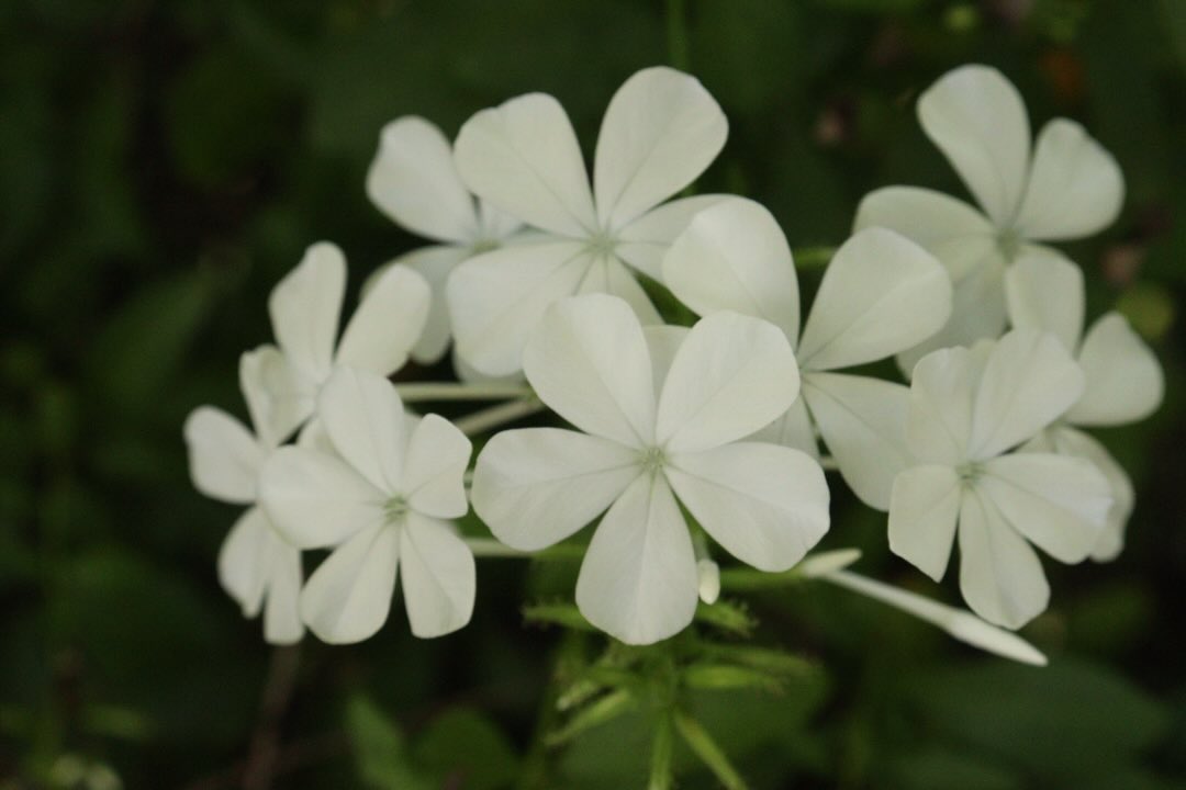 Flower photograph